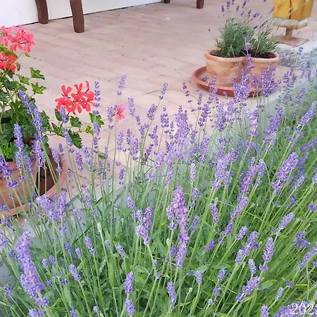 Feriehus Almafas Jakuzzis Vendeghaz Orseg *